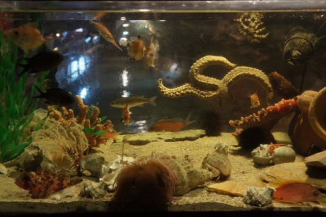  il l'acquario più spettacolare 
